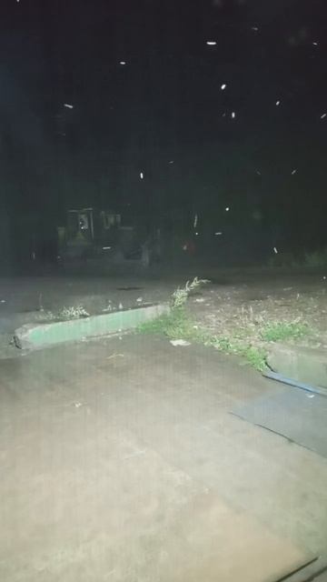 Усть-Кут медведь вышел