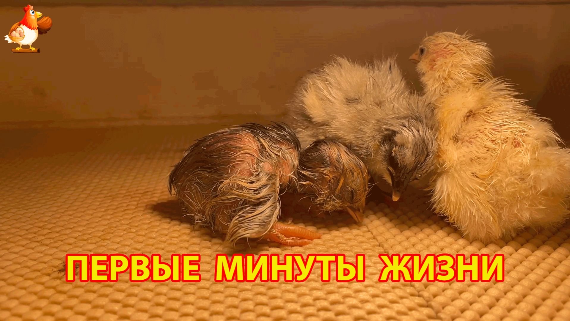 Первые минуты жизни новорожденных цыплят в инкубаторе (18)