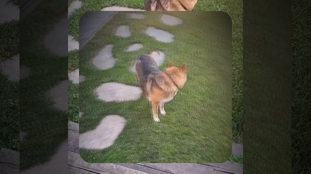 1000067925.mp4 Собака слушает о креплении листов фанеры на пол в ванной комнате в доме А-фрейм