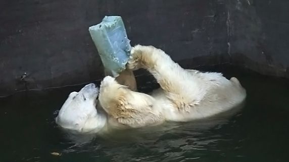 Белому медведю Каю не успели налить воды в бассейн, как он бросился купаться и играть с канистрой.