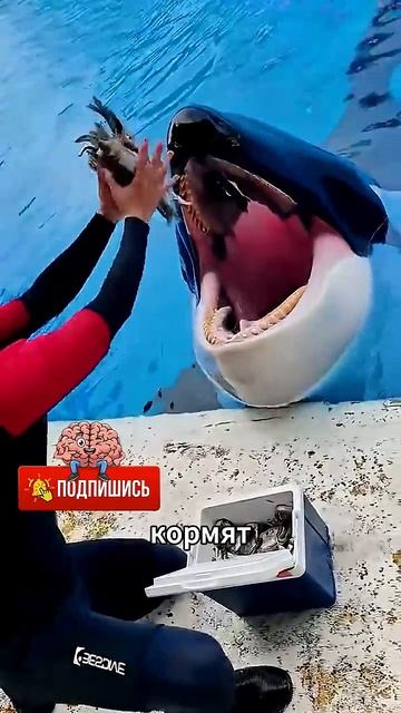 #зачемкасаткамдаютлёд #живаяприрода #реакция #морскиеобитатели #ивотные #rutube