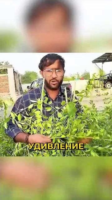 смехюмортопрекомендации