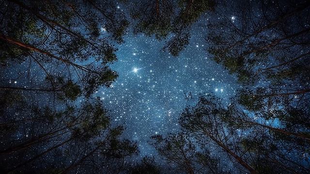Расслабляющая красивая музыка и ночной лес 30 минут глубокого релакса 🙂↔️⭐