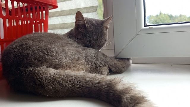Кисуня 🐈⬛ отдыхает