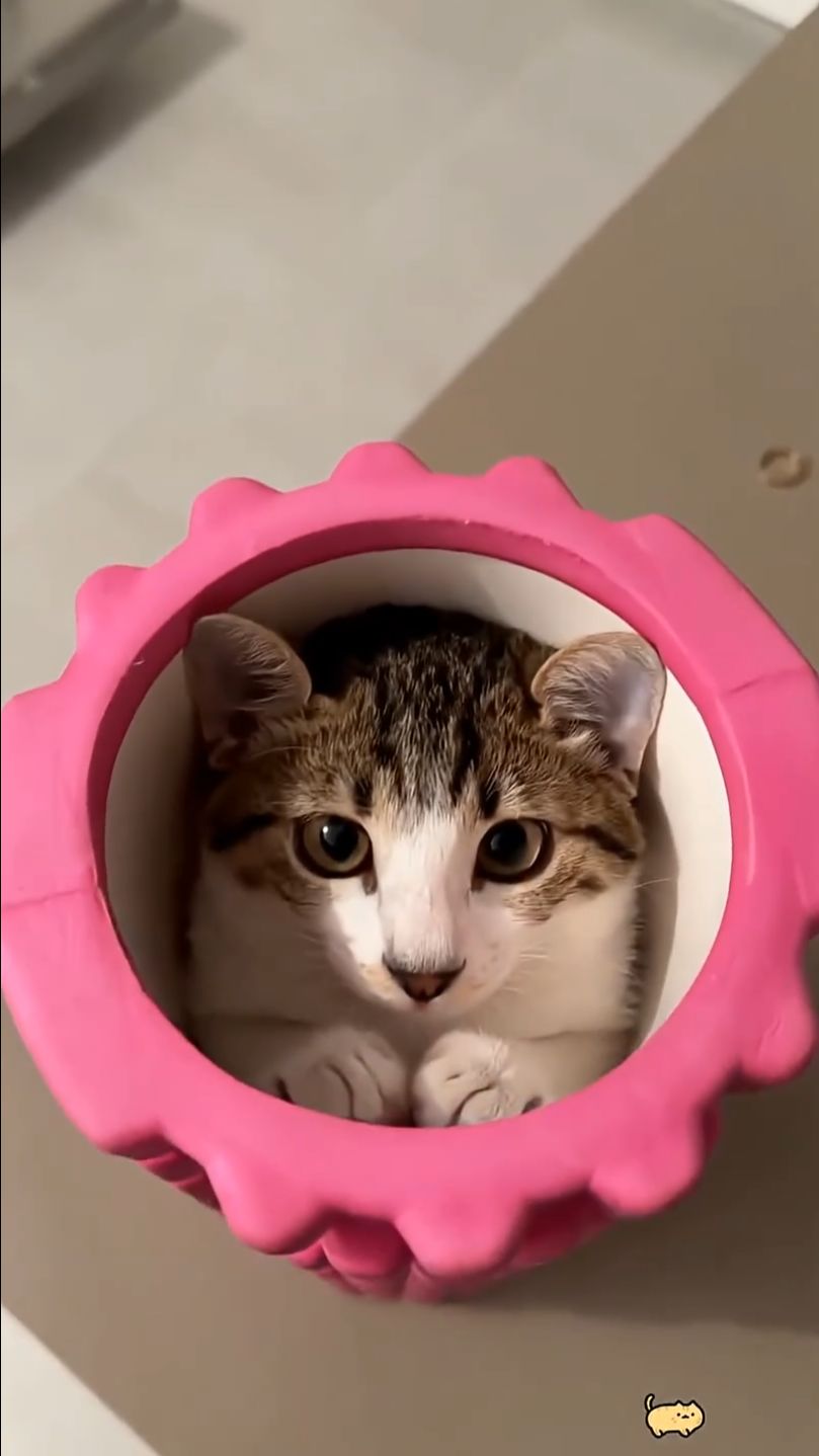 Funny Cats 