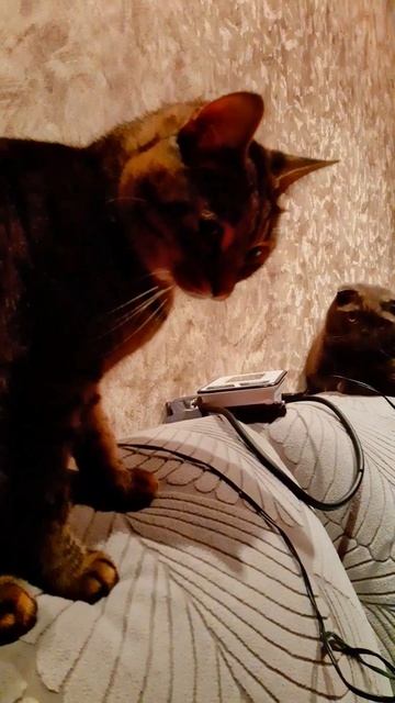 Опять играшки!!!