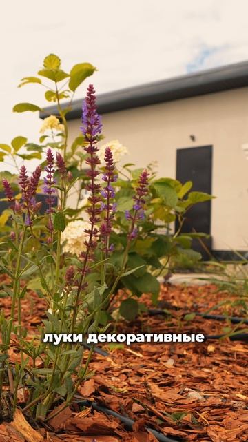 Что посадить в цветнике у дома?