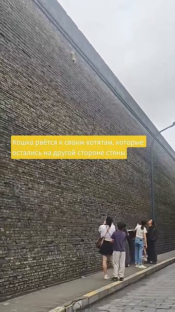 Настоящая мама #блогер #мама #кошка #любовь #преданность