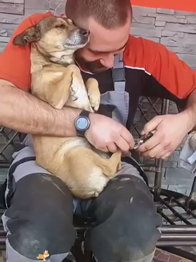 Приколюхи с собаками