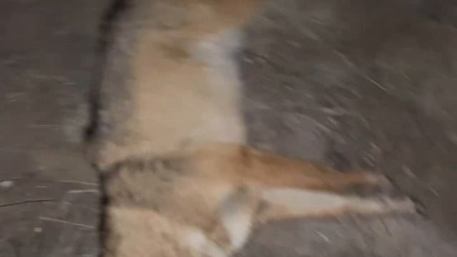 Охота на шакала ночью.