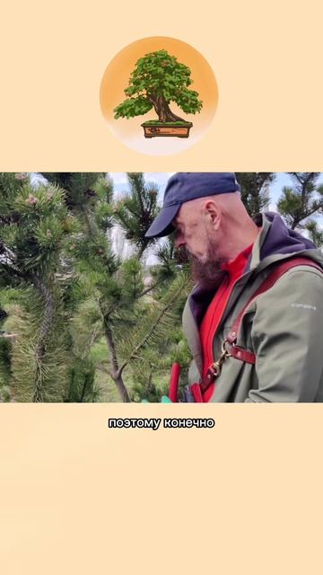 Формирование горной сосны. Часть 2