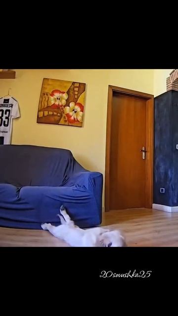 VID_20260824_193803_714.mp4