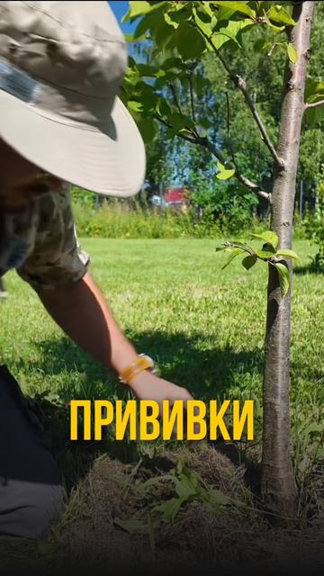 Как понять что с вашим деревом?