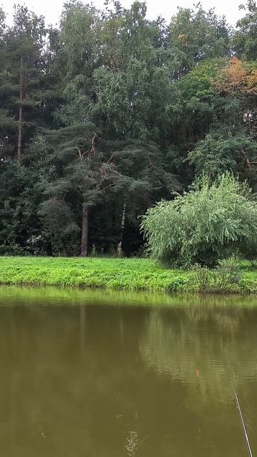РЫБАЛКА. ПРУД В ПАРГОЛОВО.