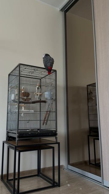 25-08-2026. Попугай 🦜 Девочка Гуччи разговаривает.