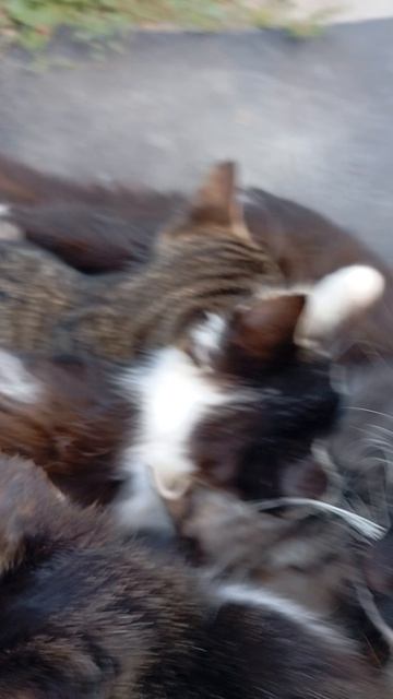 Милые котята 😻😻😻
