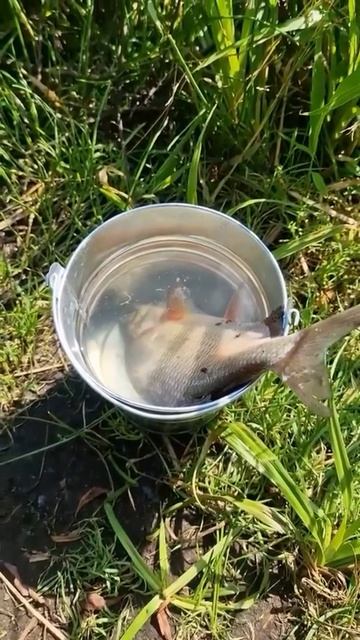 😁 Рыбалка удалась - рыба в ведре 🦈