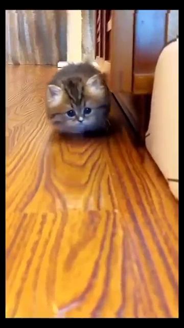 Смешные котята кошка кот