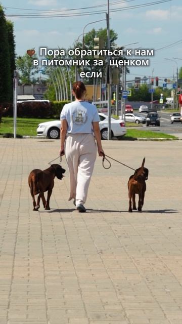 Прогулка с баварской горной гончей
