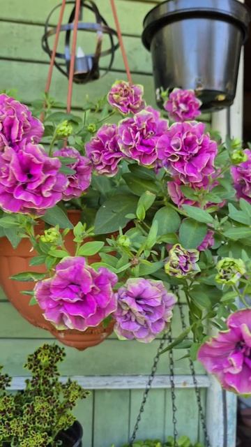 Тумбелина Дарси Роза Tumbelina Darcey Rosa