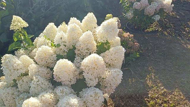 Гуляем по саду с гортензиями . Часть 1