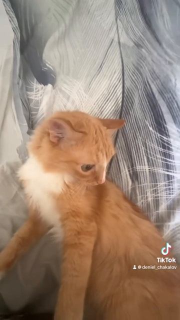 Кот 🐱 обзор на кота