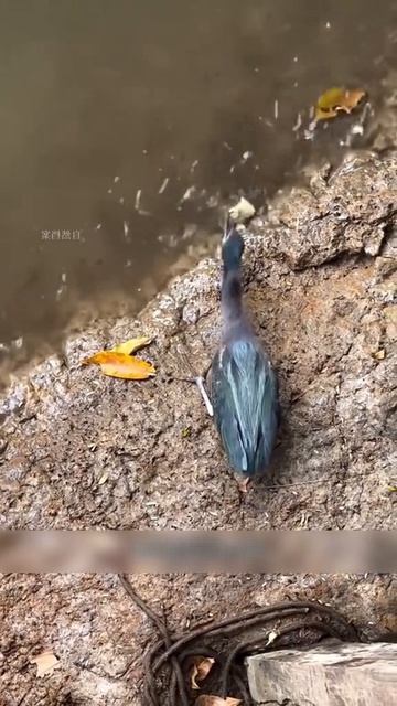 Я люблю всех животных😇