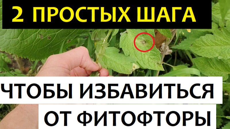 Фитофтора на Помидорах
