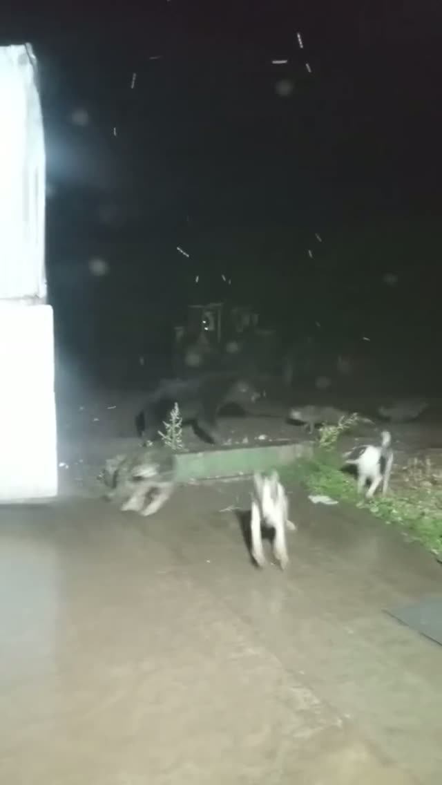 Усть-Кут медведь вышел