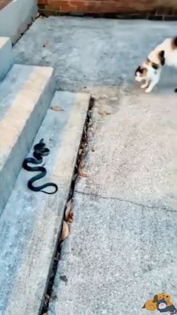 КОТЫ ПРИКОЛ