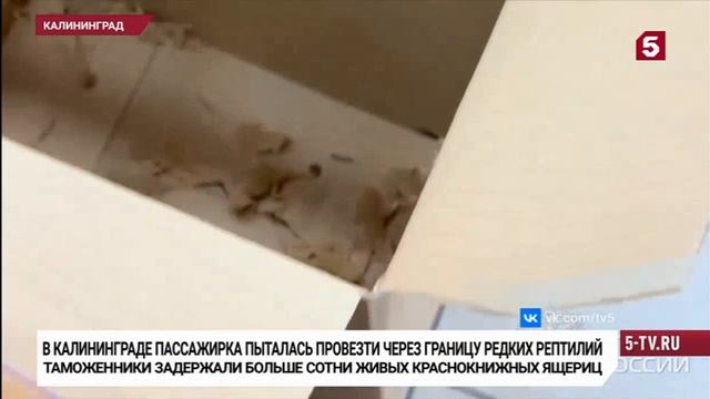 Телеканал «Пятый», программа «Новости», 25.08.2026