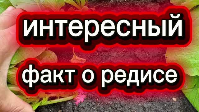 Интересный факт о редисе 👀👍