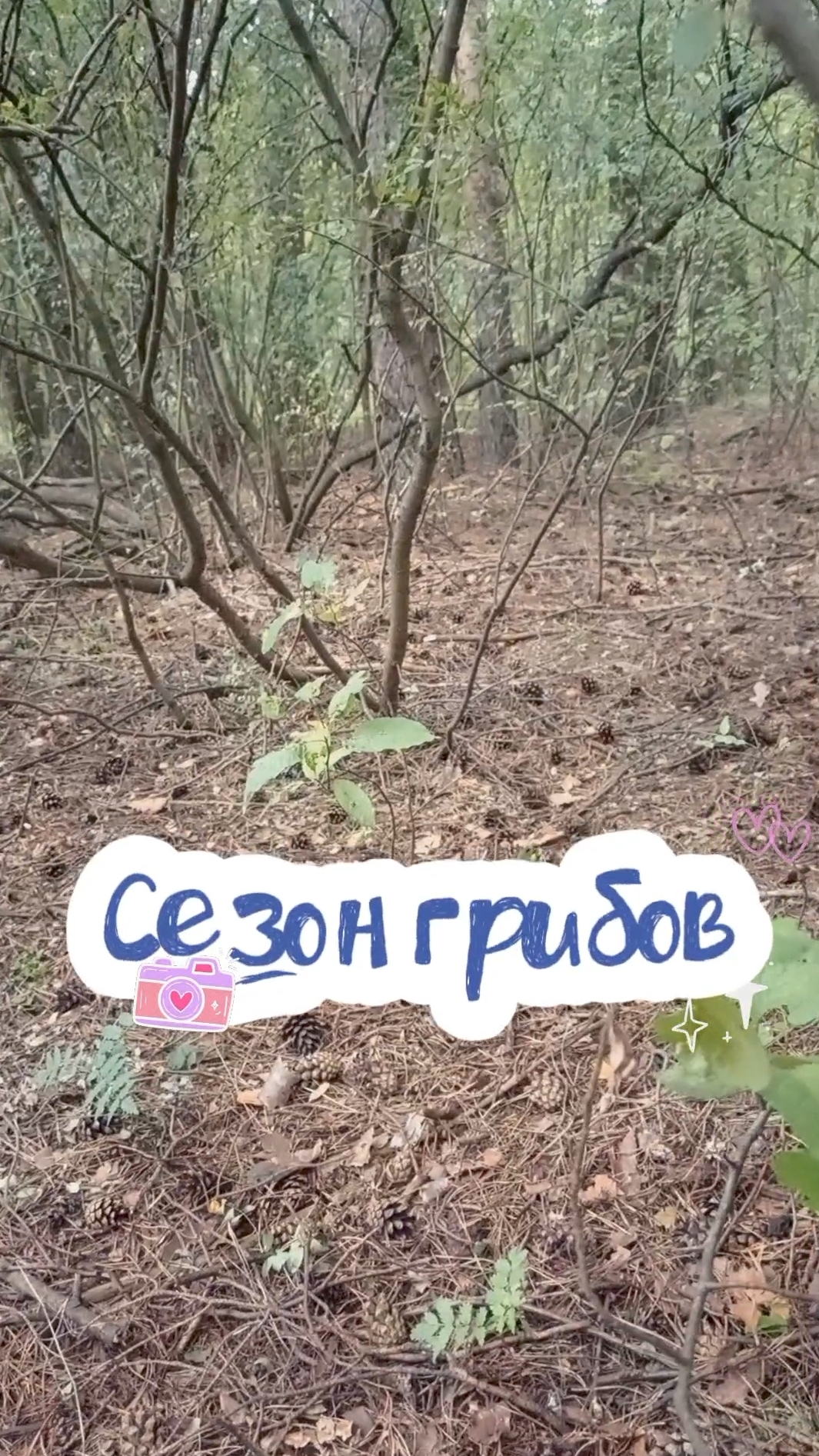 Очередная моя попытка собрать грибы на зиму