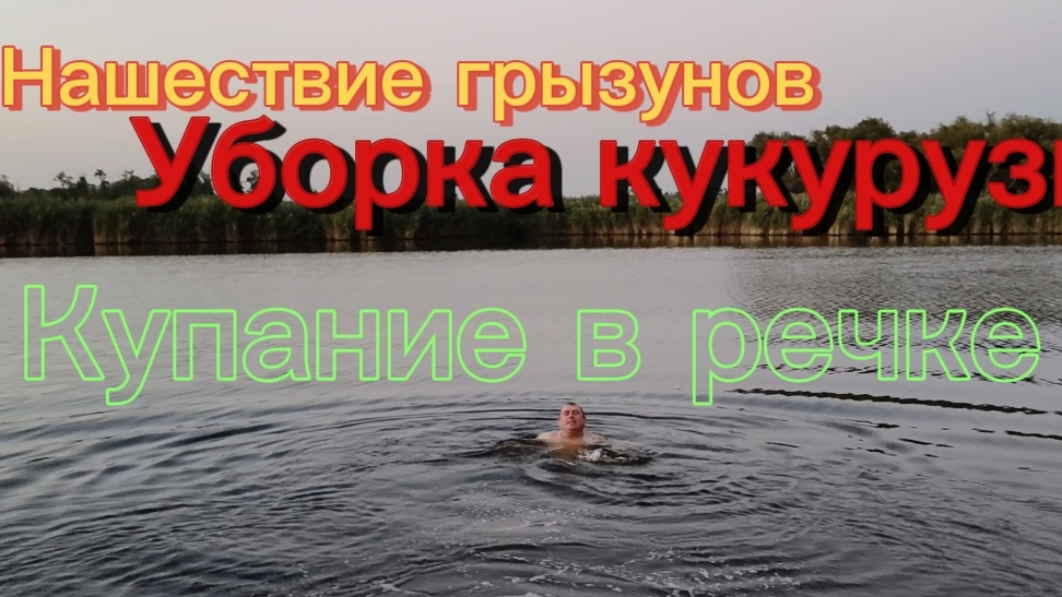 Нашествие грызунов Уборка кукурузы Купание в речке