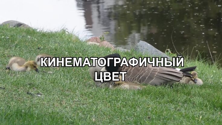 8.3 Кинематографичный цвет в Premiere Pro