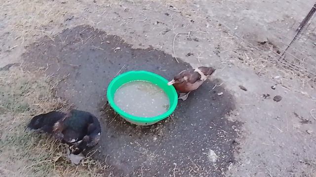 индоутки красный бык и чистой  и смесь в   вместе с  дикой индоутки