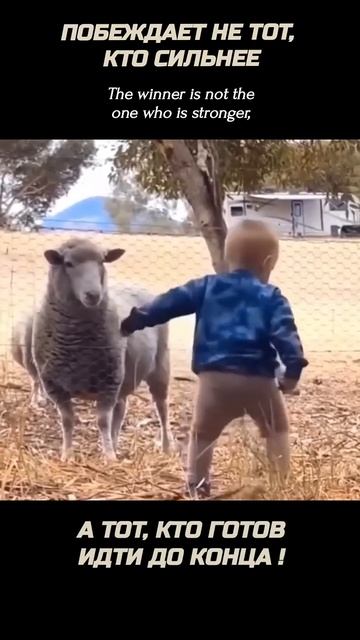 Дети и животные #юмор #овцы #дети #приколы #sheep #children #animals #farm #ram #farming #баран