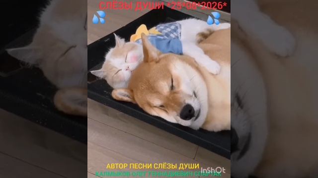 СЛЁЗЫ ДУШИ *25*08*2026* Автор песни Калмыков Олег Геннадиевич Спартак. Канал Новая Яркая Звезда. MAX