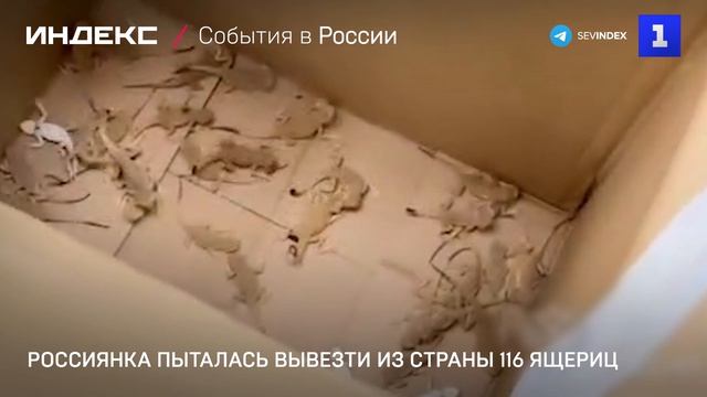 Россиянка пыталась вывезти из страны 116 ящериц