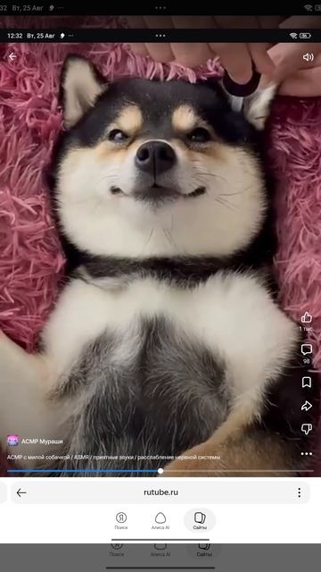 Пёс