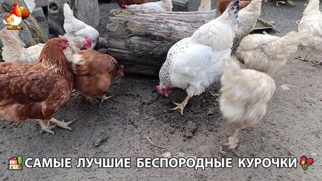 Цыплята и Курочки селяночки лучшие беспородные несушки 🥚 (511)