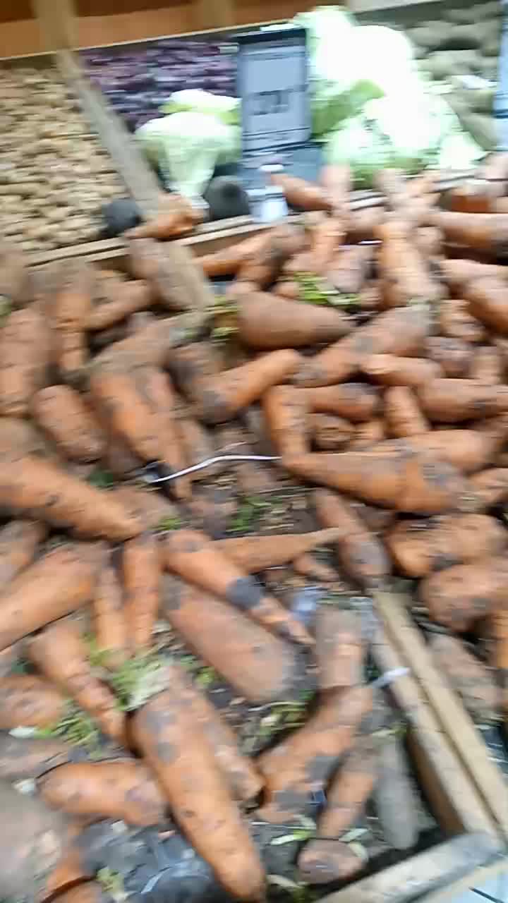 #Морковь 🥕 Волгоград. Взял на #семена посмотрим что получится. #Эксперементы дяди Вити 26.03.2023