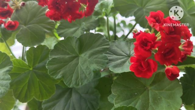 Прищипка Пеларгонии ☘️🌹☘️