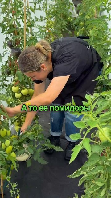 Зачем бабушка поливала томаты из чайника?