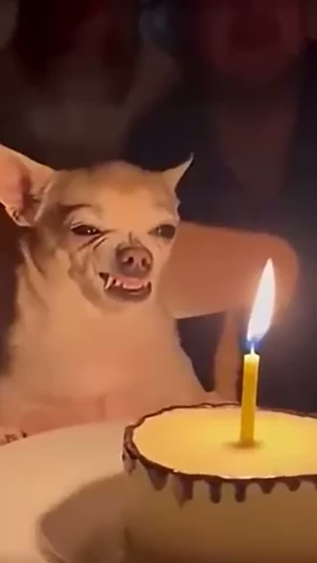 Чихуахуа🤣 грозная сосиска