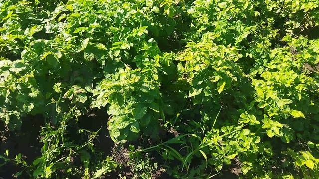 Ермак улучшенный  картофель с1кг700гр. 3ведра крупного вкусного. Отлично справляться фитофторозом.