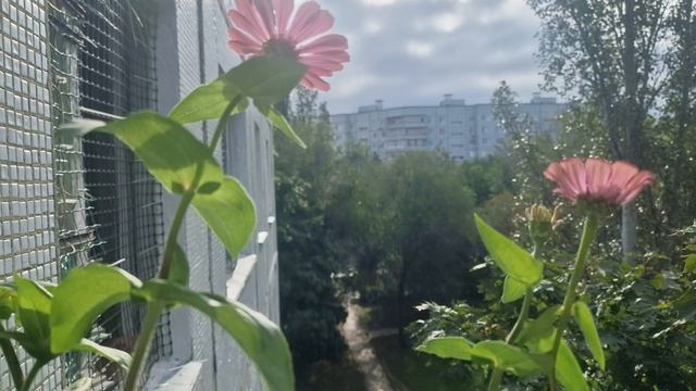 25-08-2026 ДОБРОЕ УТРО ДРУЗЬЯ