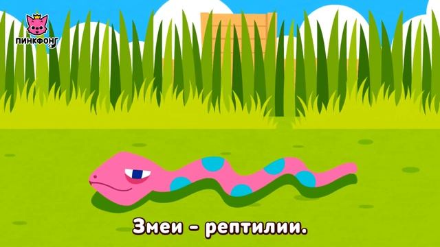 Животные, Животные! | Песни про Животных | Пинкфонг Песни для Детей