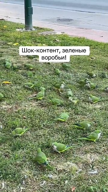 #смех#юмор#топ#рекомендации