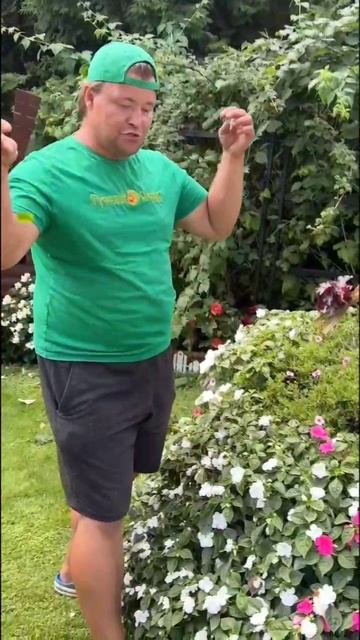 Не только вы любите бальзамин 🌺